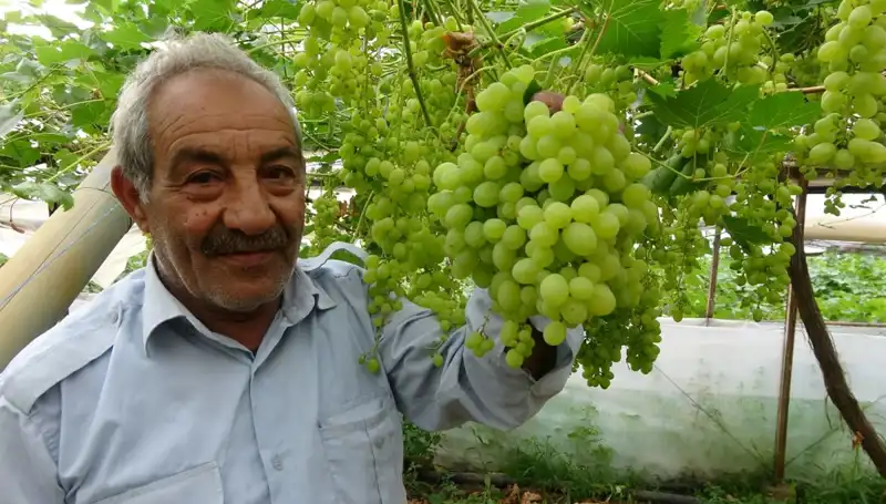 Zirai Don Olayı Meyve Fiyatlarını Alt Üst Etti: İlk Ürünler 250 TL'den Satılıyor