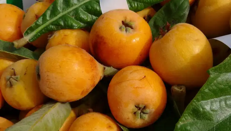 Sarı Altın Hasadı Başladı, Fiyatı Kilosu 90 Lira Oldu! Neler Oluyor?