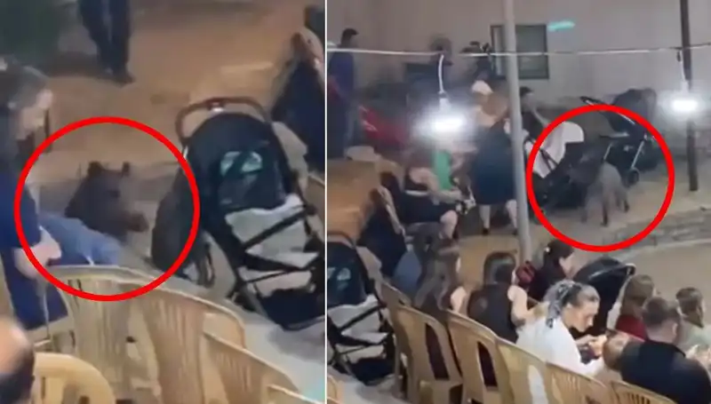 Düğün Töreninde Şaşırtan Olay: Yaban Domuzu Paniği Yaşandı