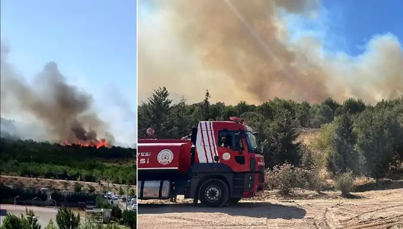 Gebze'de Büyüyen Orman Yangını: Doğa ve Hayvanlar Tehlikede!
