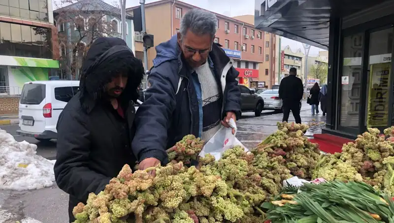 Kendiliğinden Yetişen Bir Mucize: Bu Bitki Kanser Tedavisinde Umut Sağıyor!