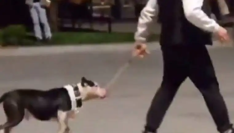 Ağızlıksız Pitbullun Saldırısı: Sahibine Cezayla Sonuçlanan Olay