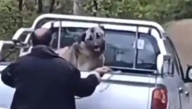 Trabzon'da Şok Eden Olay: Bir Köpeğe Halatla Şiddet Uygulandı