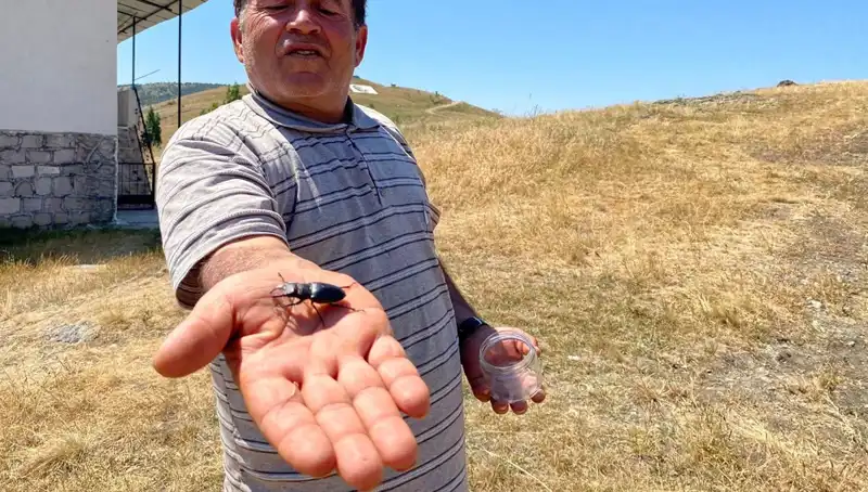 Sivas'ta Görülen Tehlikeli Böcek İçin 557 Bin TL Ceza Uygulaması!