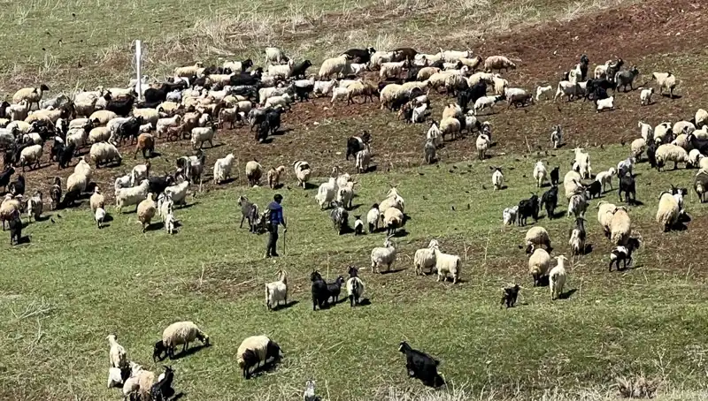 Çoban Krizi Büyüyor: 70 Bin Lira Maaş Yetersiz mi?