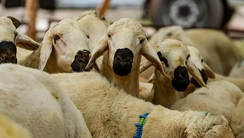2025 Kurban Bayramı: Kurban Kesmek Farz mı? İşte Cevapları!