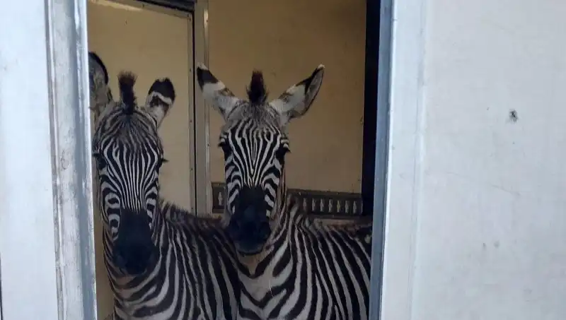 Sınırda Durdurulan Minibüste Beklenmedik Hayvanlar Bulundu: Zebra ve Maymunlar