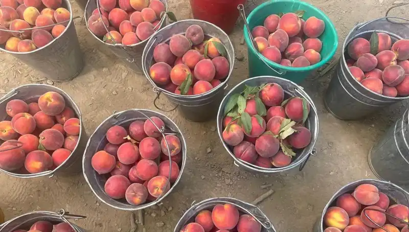 Çiftçiler Hasat Sezonunu Karşılıyor: 100 Liralık Fiyat Çiftçiyi Sevindirdi