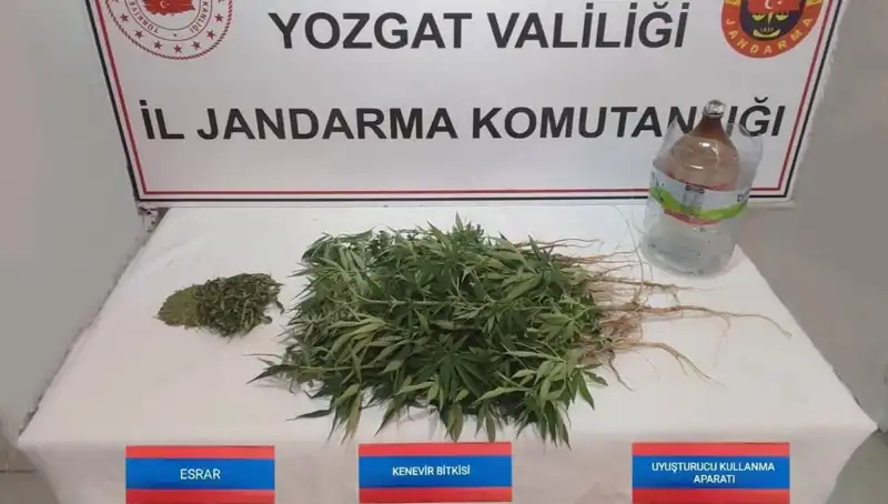 Yozgat'ta Yasa Dışı Kenevir Operasyonu: 40 Kök Ele Geçirildi