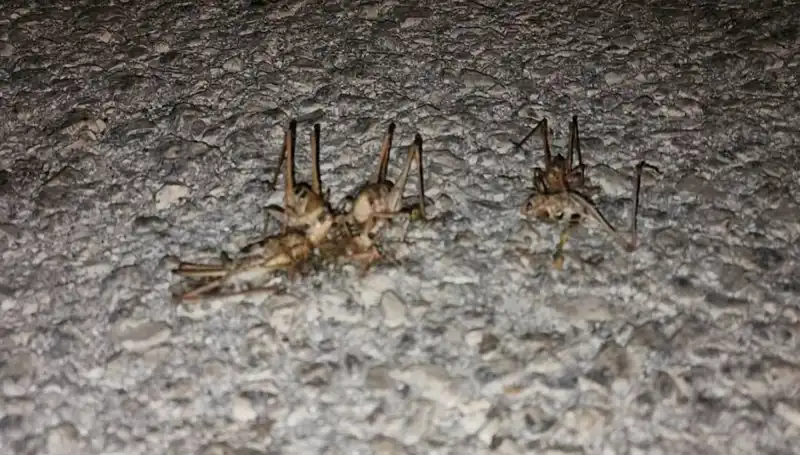 Yüzlerce Çekirge Şehrin Yollarını İstila Etti, Peki Neler Olacak?