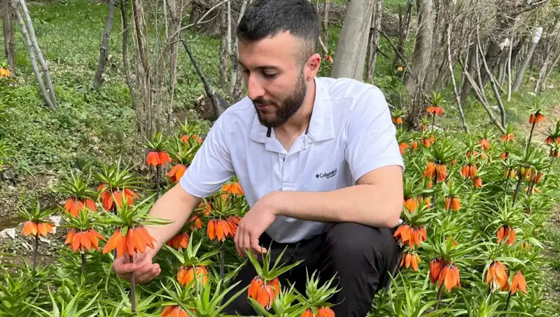 Ağlayan Gelin: Zamanla Solacak, Koparılınca 244 Bin TL Cezası Var!