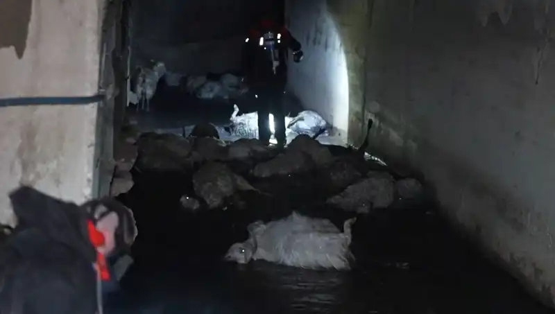 Onlarca Hayvanın Ölümüne Neden Olan Keskin Koku Merak Konusu Oldu