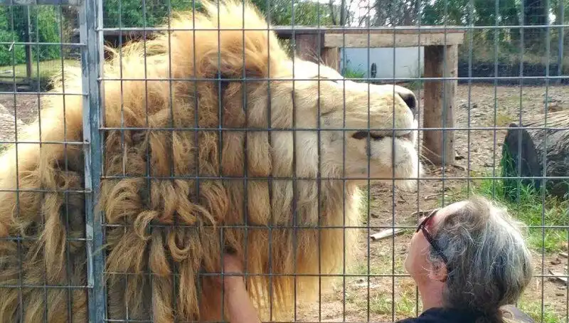 Avustralya'da Yaşanan Korkunç Aslan Saldırısı: Kadının Kolunu Kafes İçinden Kapıldı