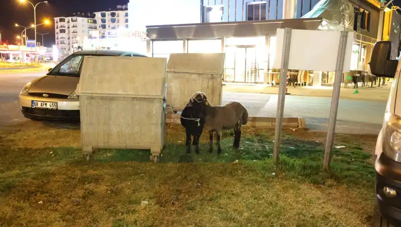 Mor Karaman Koyunları: Düşmanlık ve İhmalin Aynası Yola Düşen Hayvanlar