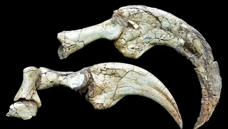 Gobi Çölü’nde Dinosaursal Bir Sürpriz: Yeni Bir Dinozor Türü Keşfedildi!