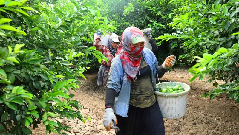 Market Fiyatlarında Şok Etki: Kilosu 150 Lirayı Aşan Ürün Neden Uçtu?