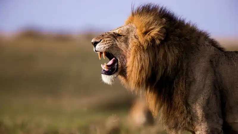 14 Yaşındaki Kız Aslan Saldırısına Uğrayarak Hayatını Kaybetti