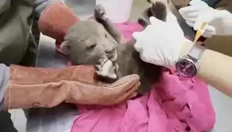 Karabük'te Şaşırtan Bir Keşif: Yavru Bozayı Ormanda Ortaya Çıktı!