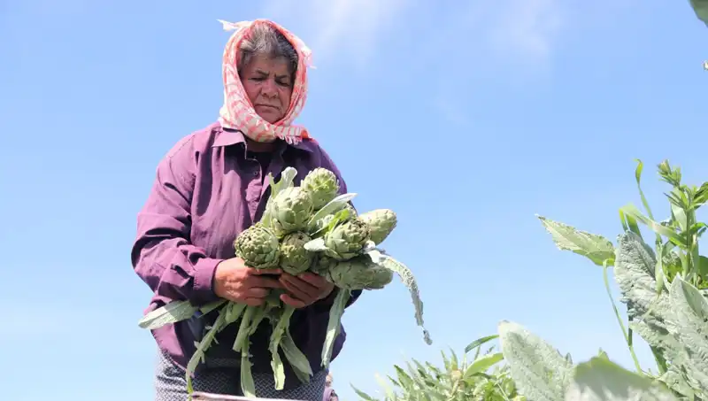Tarladan Sofralara: Tezgahlarda 50 TL'ye Satılan Lezzetler