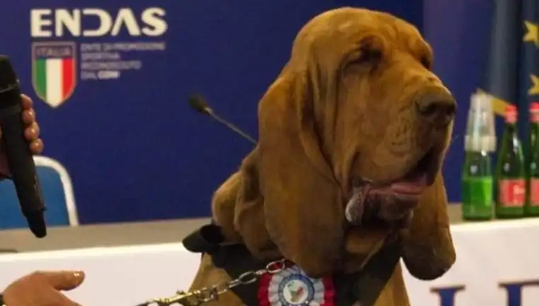 Arama Köpeğine Suikast: Çivili Sosisle Katledilen Kahraman Canlılar