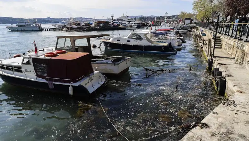İstanbul'da Müsilaj Krizi: Denizlerin Felaketi Yeniden Gündemde