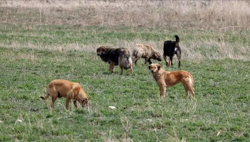 Ankara’da Sahipsiz Köpekler İçin Yeni Ceza Uygulaması Başlatıldı