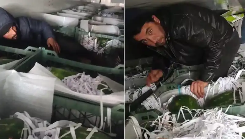 Karpuzların Arasında Saklanan Göçmenler: Sıcak Günlerin Şaşırtan Hikayesi