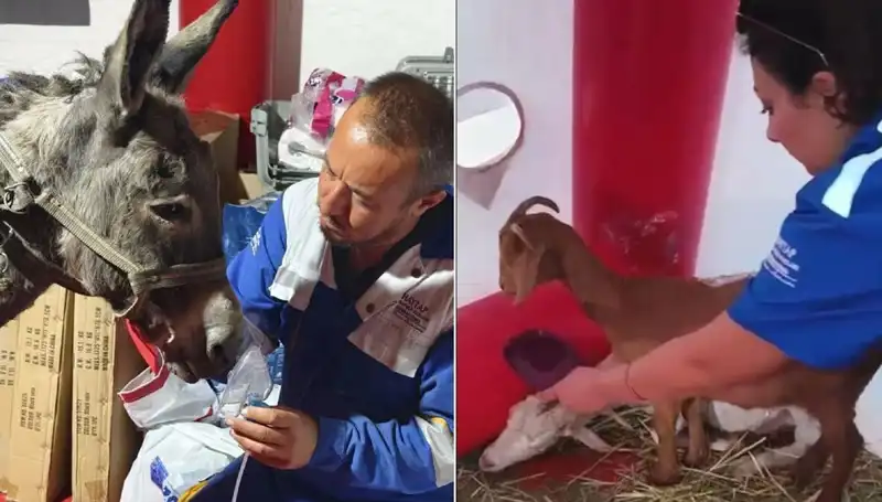 Yangın Sonrası Eşeğe Uygulanan Oksijen Maskeli Tedavi Duygusal Anlar Yarattı