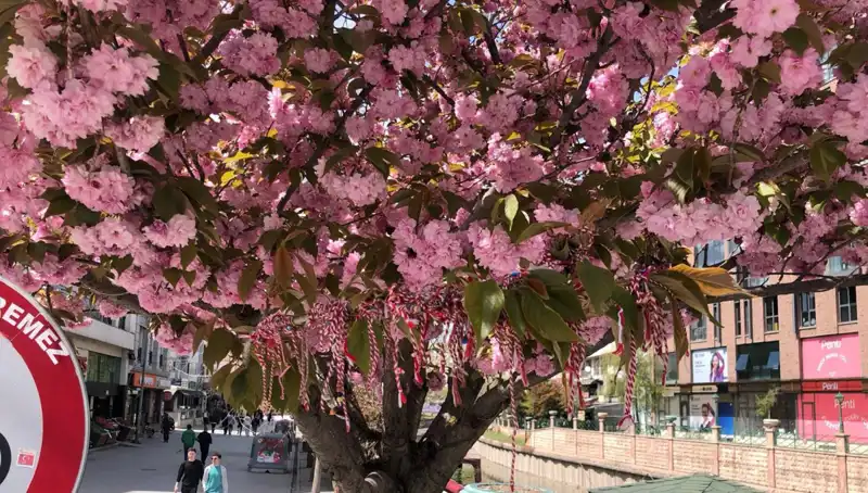 Süs Erik Ağacında Geleneksel Martenitsa Bağlandığı Görenleri Büyüledi