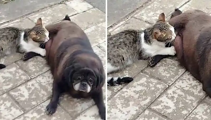 Erzurum'da Sıcak Bir Dostluk: Köpek Sokak Ortasında Kediyi Emzirdi
