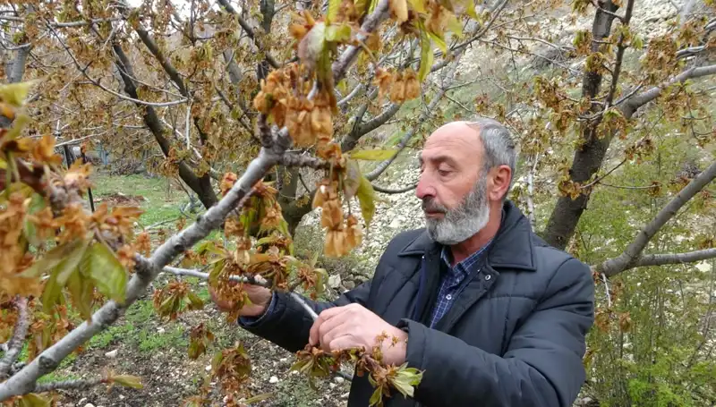 Üreticileri İstasyona Sokan Zirai Don: Albastı Kirazı Vuruldu!