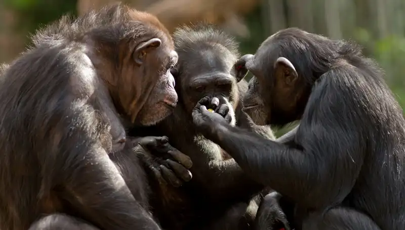 Bilim İnsanları, Primate Araştırmalarıyla "Alfa Erkek" Tezini Çürüttü