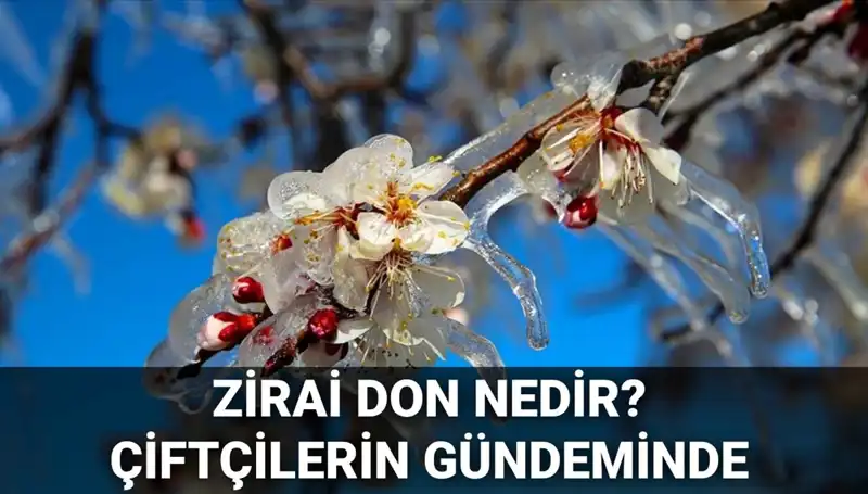 Zirai Don: Çiftçileri Tehdit Eden Doğa Olayının Etkileri ve Önlemler