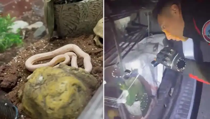Devriye Ekibi, Aracın Arka Koltuğundan Çıkan Zehirli Yılanlarla Şaşkına Döndü!