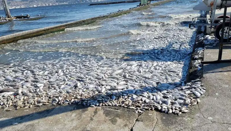 İzmir Körfezi Temizliği İçin Yeni Proje Başlatıldı: Çevre Dostu Adımlar