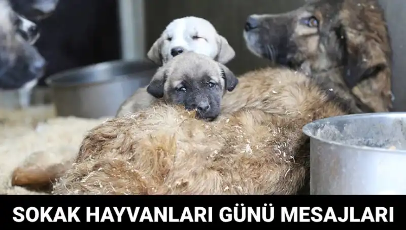 Dünya Sokak Hayvanları Günü: Bilinçlenme ve Yardım İçin Bir Fırsat