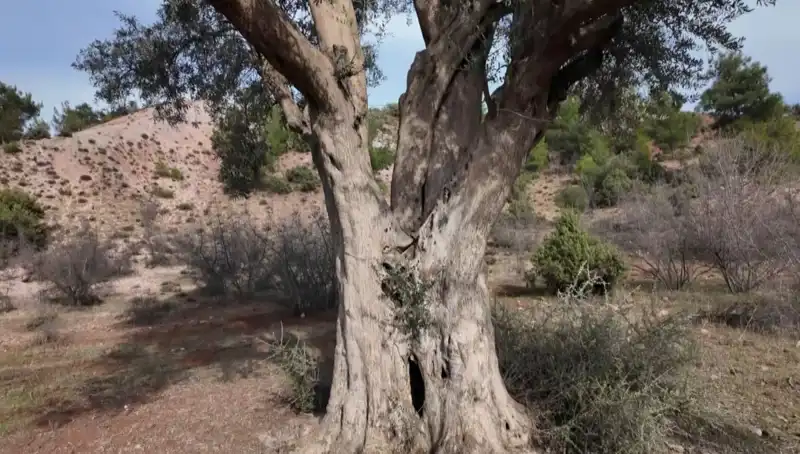 800 Yıllık Zeytin Ağacının Hikayesi: Koruma Stratejileri ve Toplumsal Bilinç